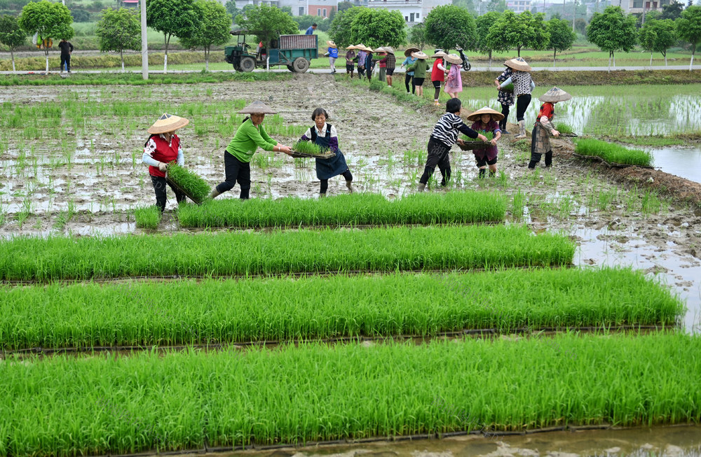 谷雨，节气，田间地头，农机，农事，春耕，春管，劳作，农时，犁田，机插秧