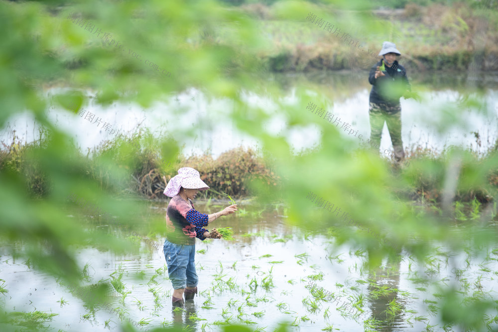 谷雨 娄底 早稻