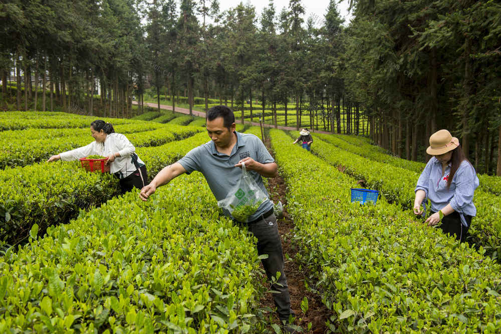 茶园  采茶