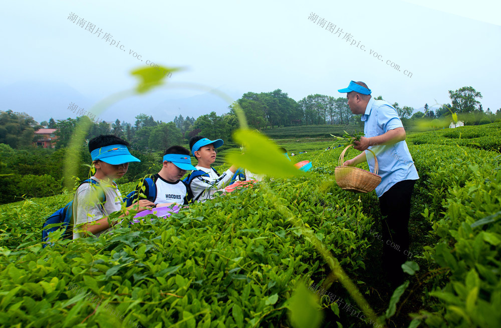 采茶制茶  小学生    沉浸式体念 