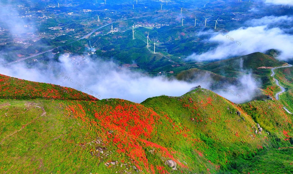 湖南  常宁  杜鹃花  美景