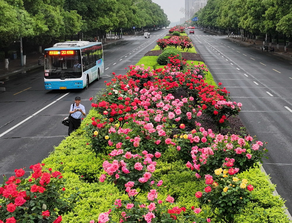 益阳囗城区囗月季口绽放