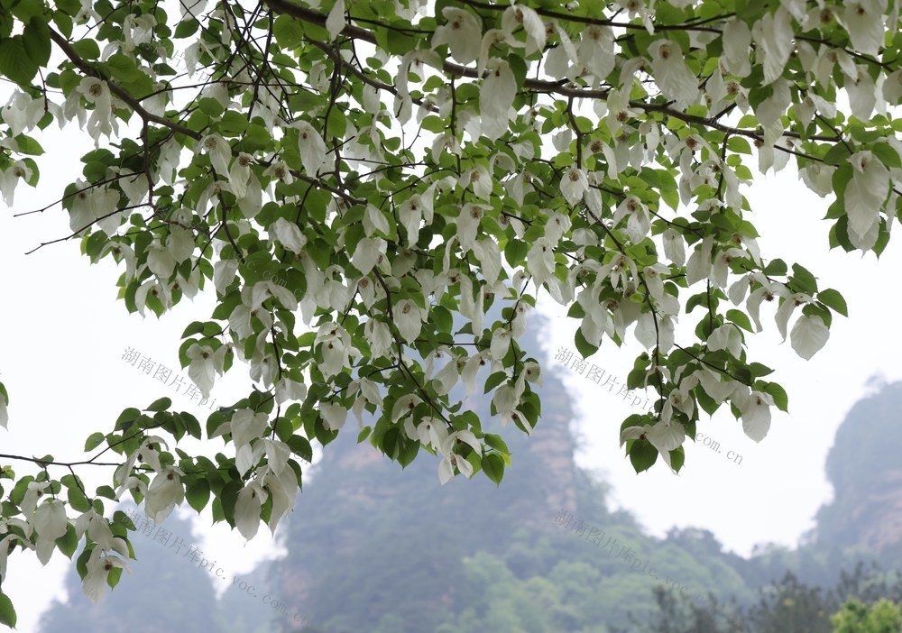 珙桐 张家界 