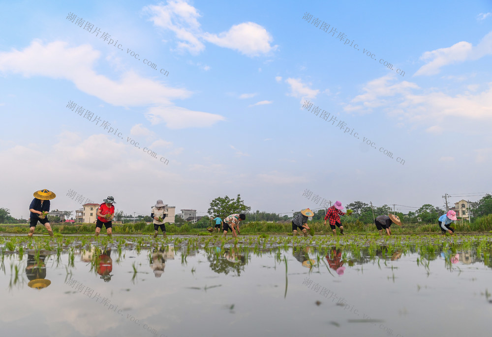 谷雨
道县
早稻