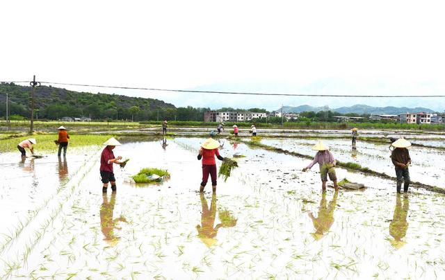  谷雨农忙