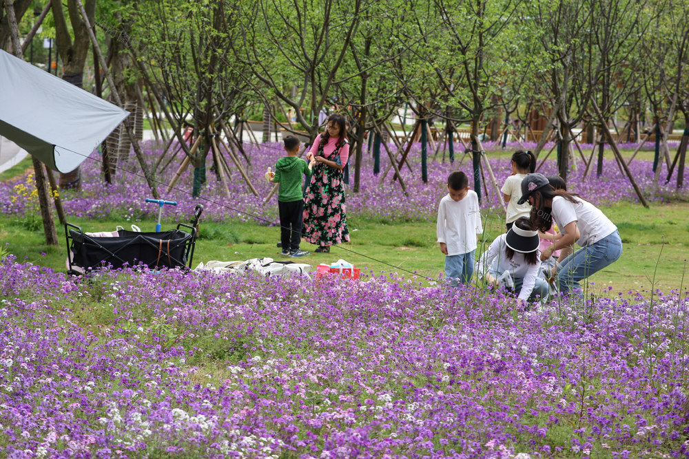 花 花海 公园 美女樱 春