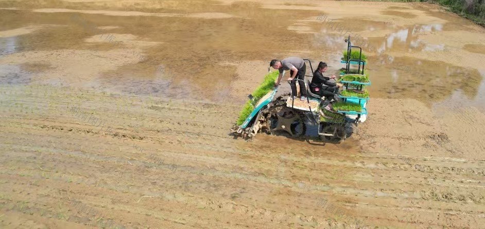 “90后”党员女农机手春耕忙，别看她年轻，却是有9年驾龄的“老农机手”了，还教会了三位村民驾驶农业机械。目前农机服务面积达2000余亩。