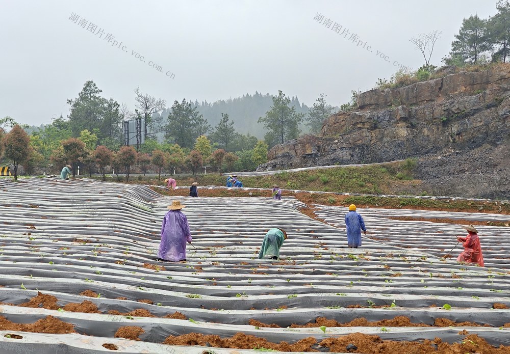凤凰县  茶田  烟农 烟叶移栽  