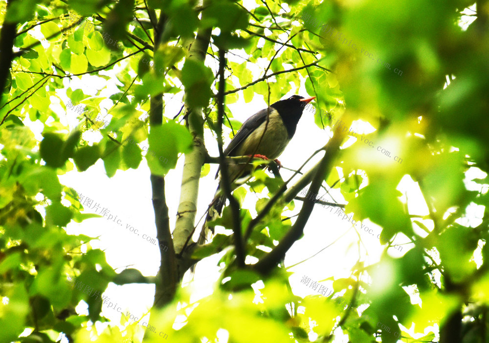 城市建设  生态环境  绿化美化  鸟类进驻  