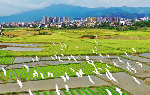 蓝山：生态优  鹭鸟飞