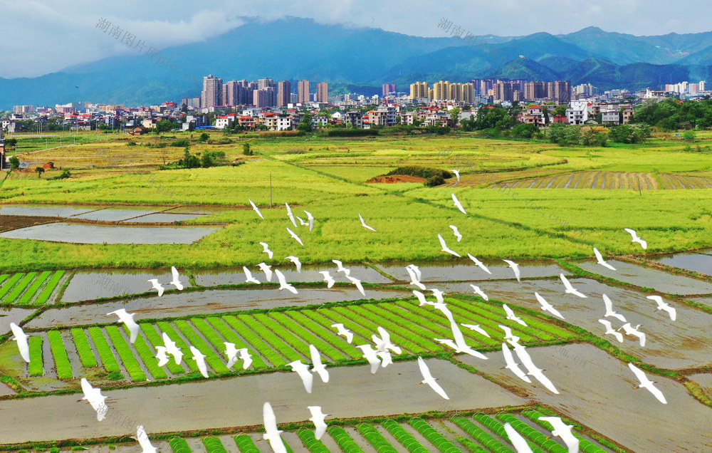 蓝山：生态优  鹭鸟飞