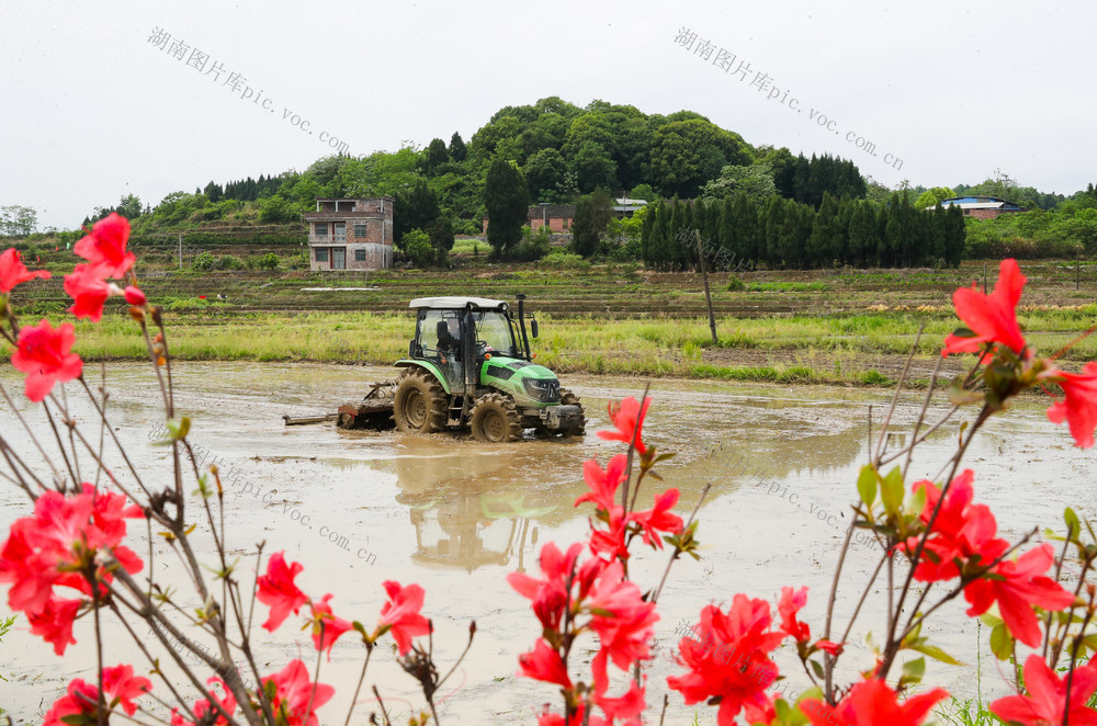 春耕  谷雨  农事  翻耕  杜鹃花