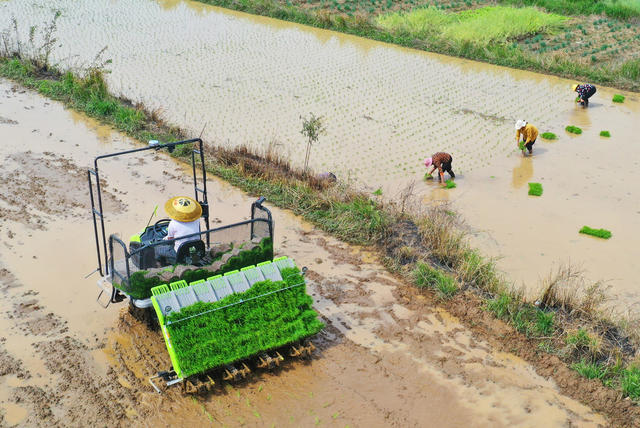 嘉禾：谷雨至  农事忙