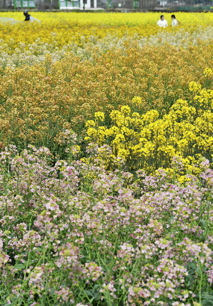 彩色 七彩油菜花 大样地 科研 