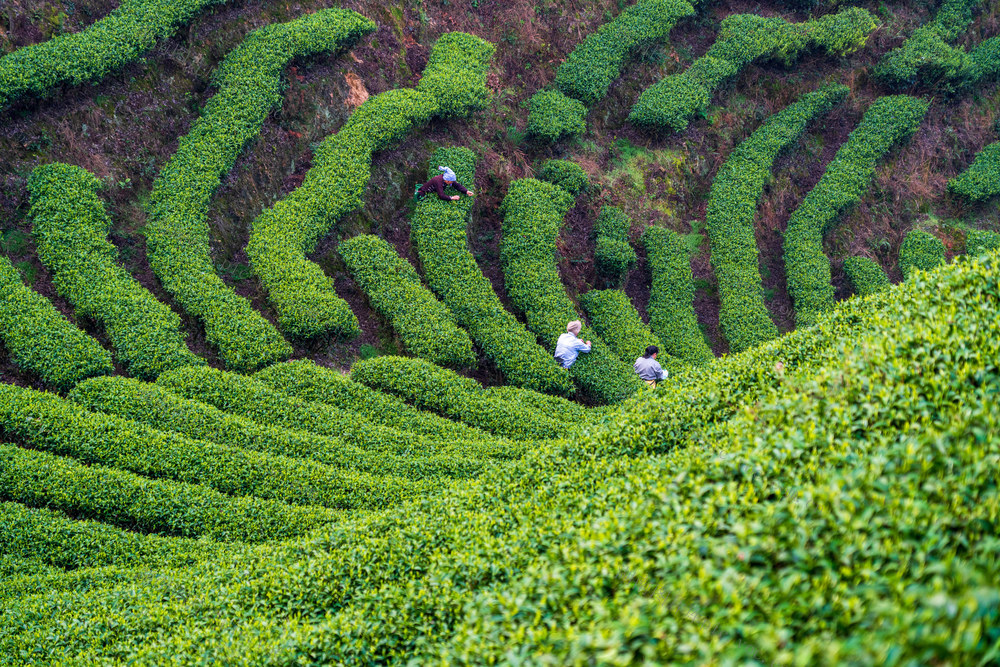 茶园
梯田
采茶女
茶叶
绿色
田园风光
劳动
采摘
农业
茶文化
自然
茶山
茶农
茶叶采摘
绿茶
红茶
明前茶
风景
茶树
农作物
茶