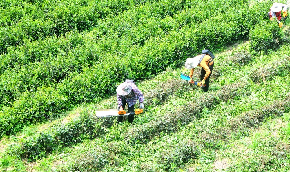 茶园 修枝 高产