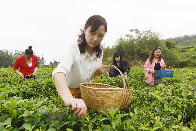 嘉禾：谷雨春茶香 茶园采茶忙