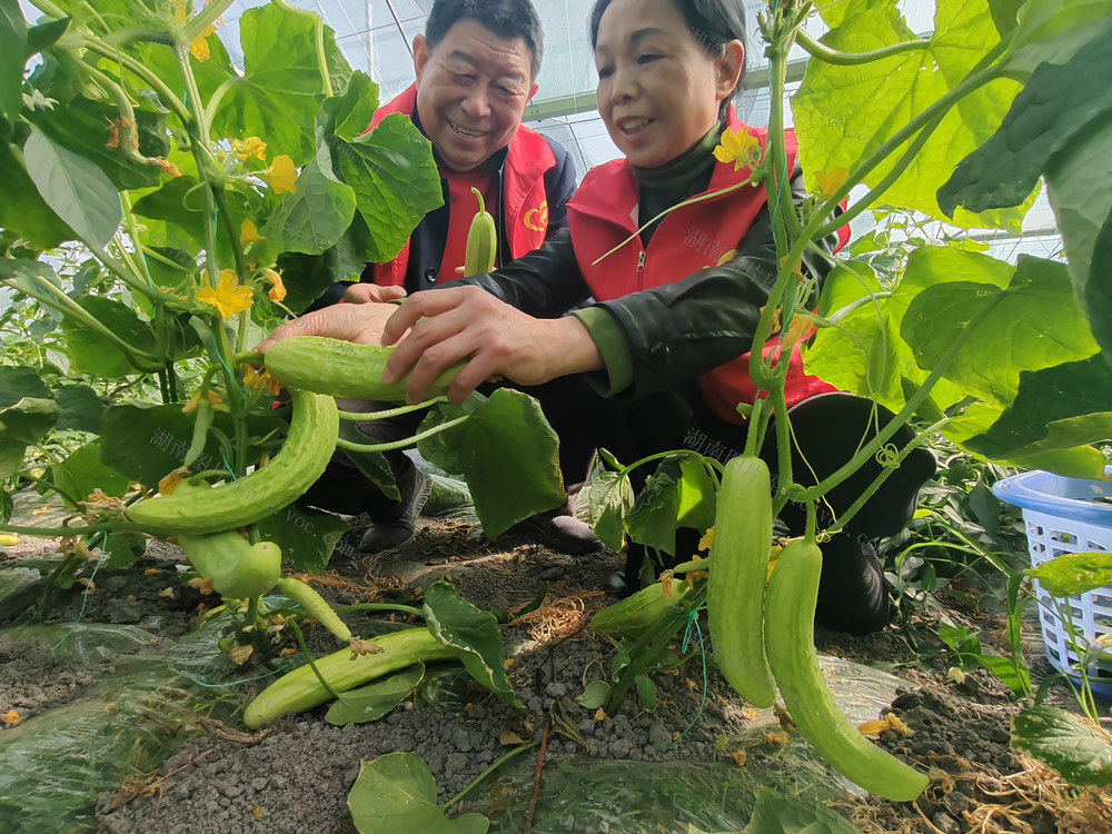 湖南桂东 黄瓜 市场 村民  家庭农场