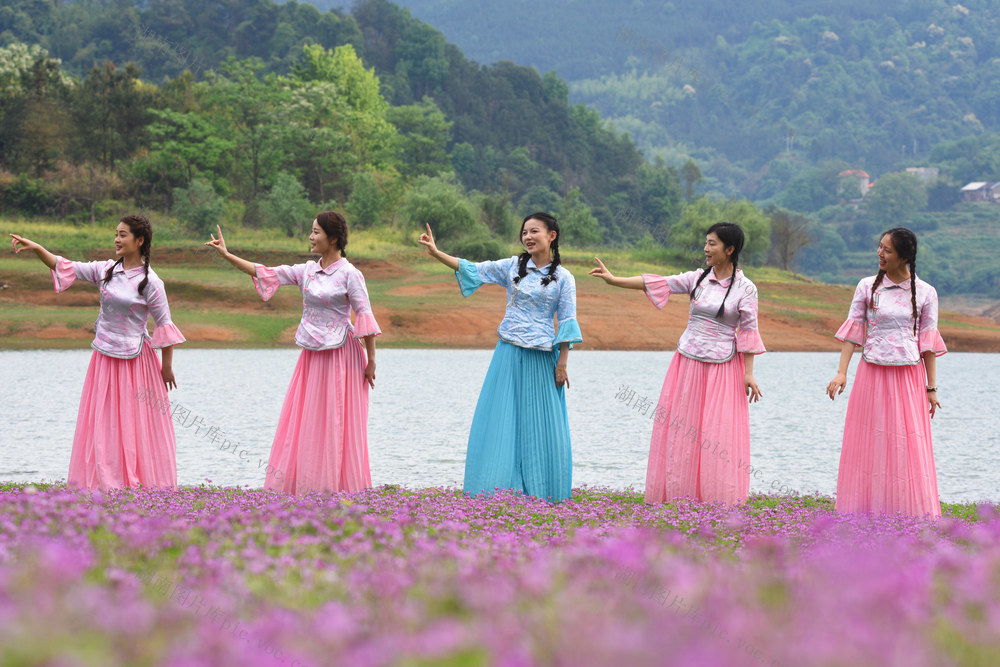 嘉禾：野生紫云英   花开引游人