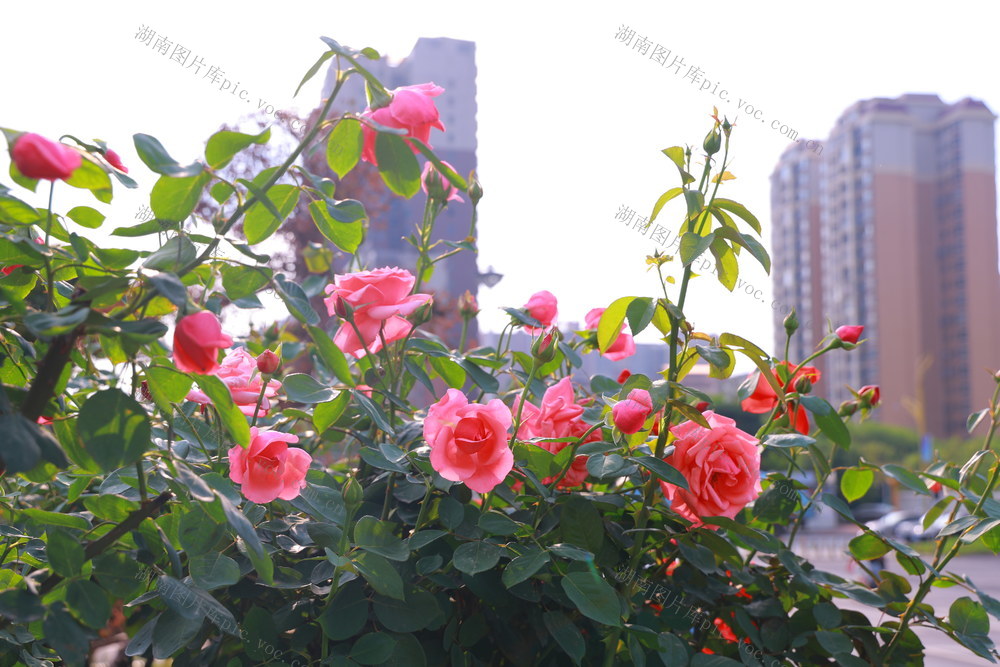 月季花；树状月季