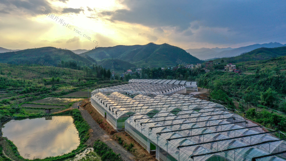 湖南新田：集中育秧推进水稻生产规模化