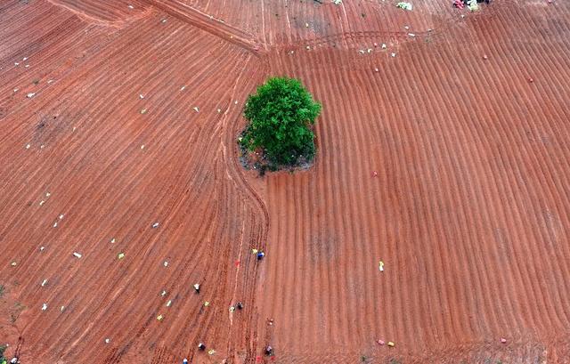 湖南  常宁  药材  种植