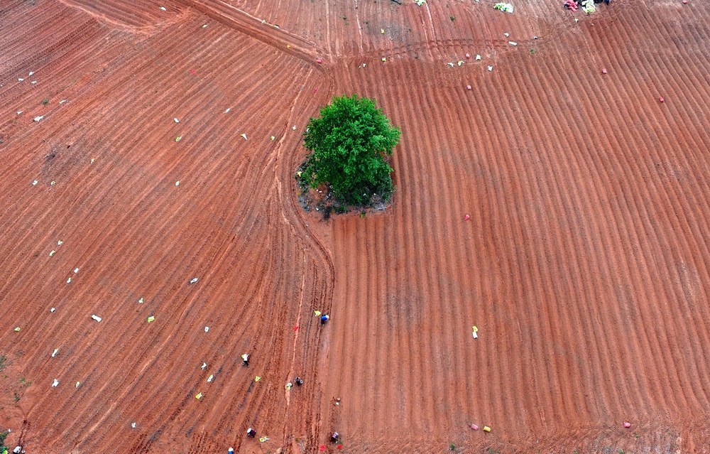 湖南  常宁  药材  种植