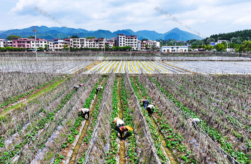 南瓜  管护  增收  农事