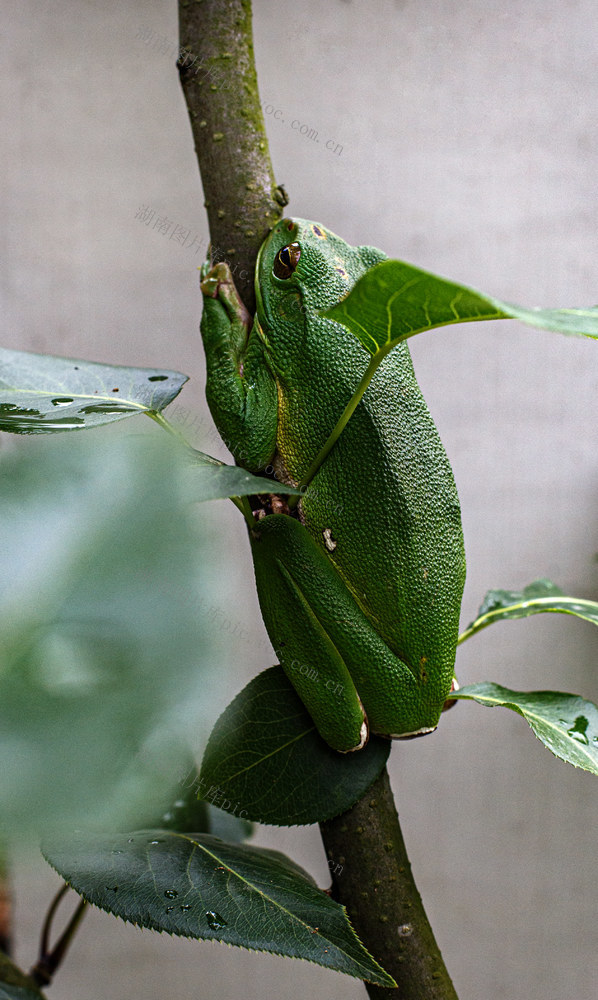 树蛙    郴州市  苏仙区  五盖山 
 高峰水库  栖息  颜色  变色龙
