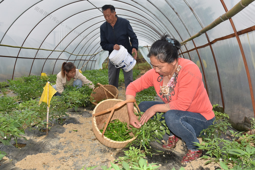 樟树港“头茬”辣椒上市  市价288元一斤，带动农户人均增收