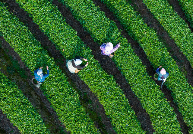 茶园 采茶 茶农 绿色 梯田 茶叶 种植 农业 采摘 手工 传统 茶文化 乡村 自然 丰收 劳动 茶山 耕作 田园风光 鸟瞰