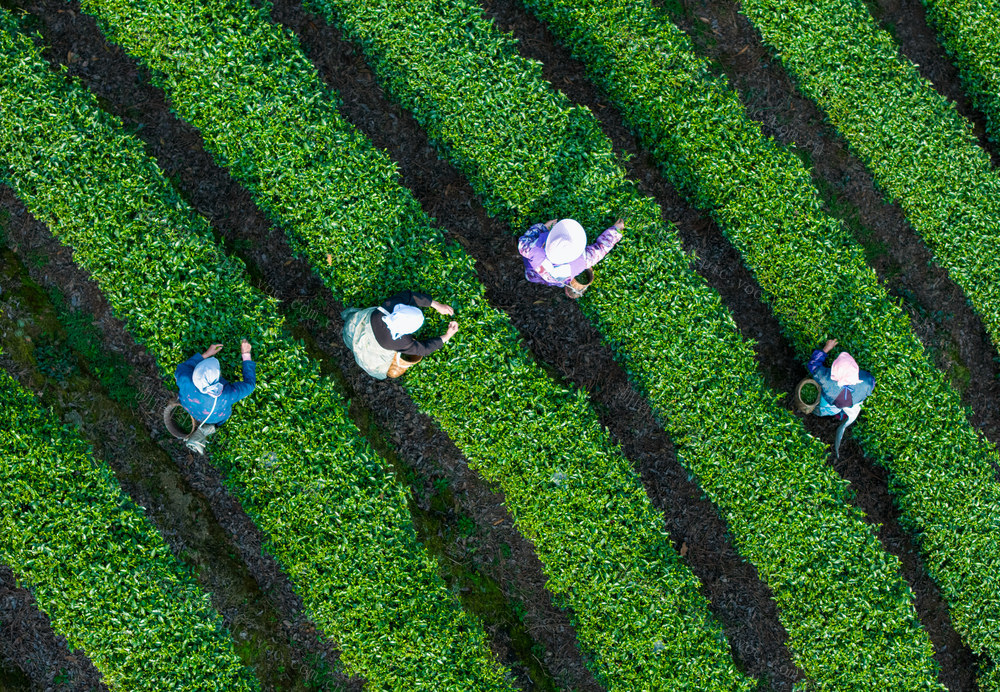 茶园 采茶 茶农 绿色 梯田 茶叶 种植 农业 采摘 手工 传统 茶文化 乡村 自然 丰收 劳动 茶山 耕作 田园风光 鸟瞰