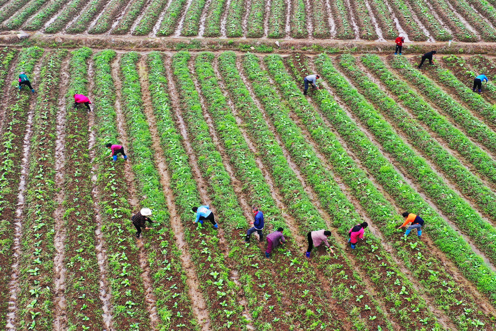 嘉禾：抓农时   忙农事