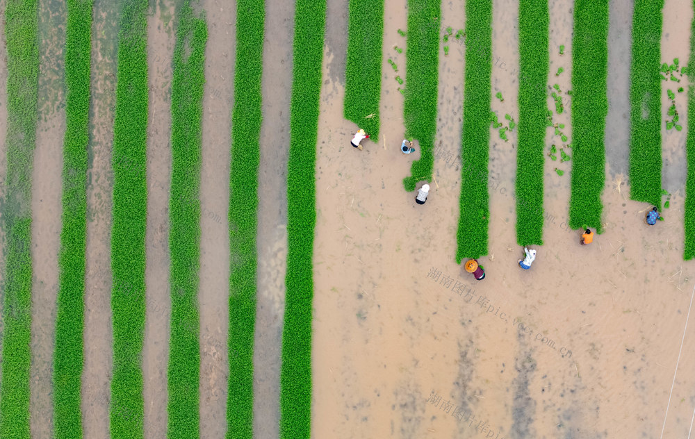 农业 春耕生产 早稻 农忙