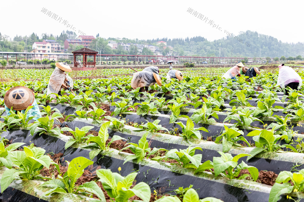 加强培管  争取效益