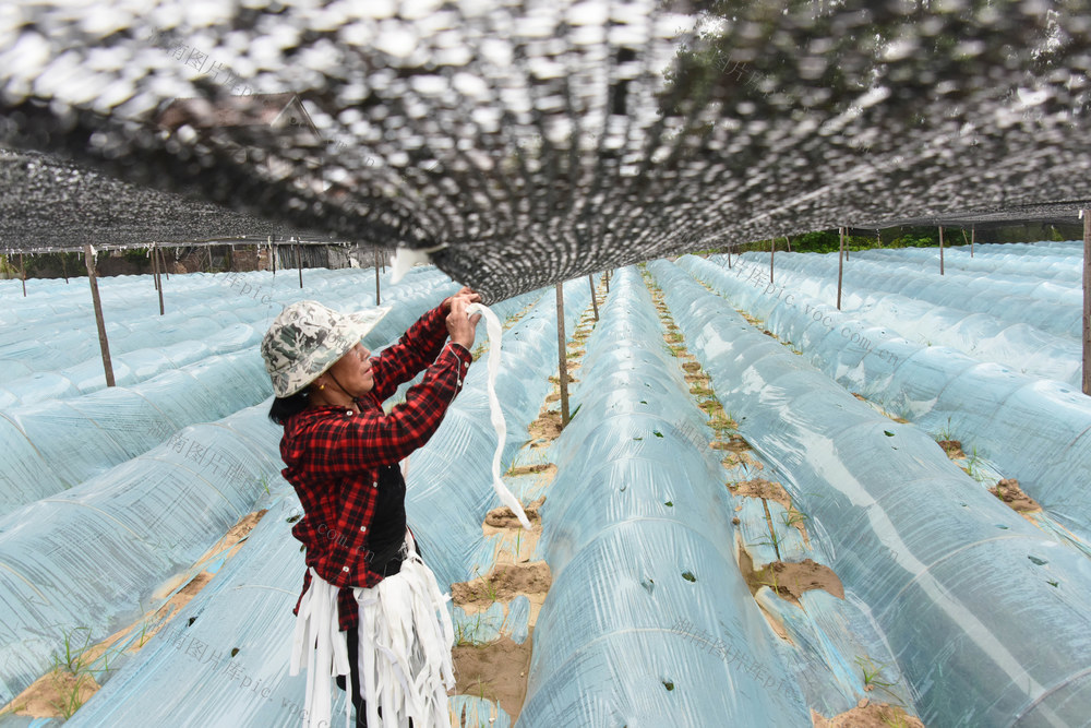 农事活动  生姜种植  遮阳管理  增收举措