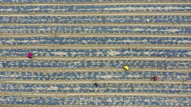 湖南新田：谷雨前后 种瓜点豆