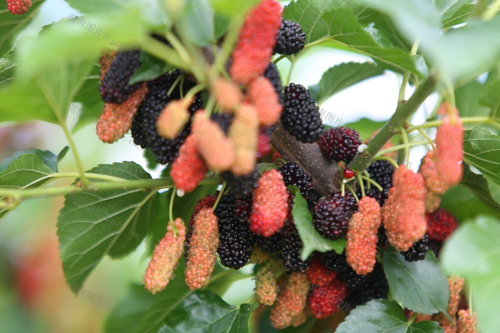 游客  喜摘  桑葚