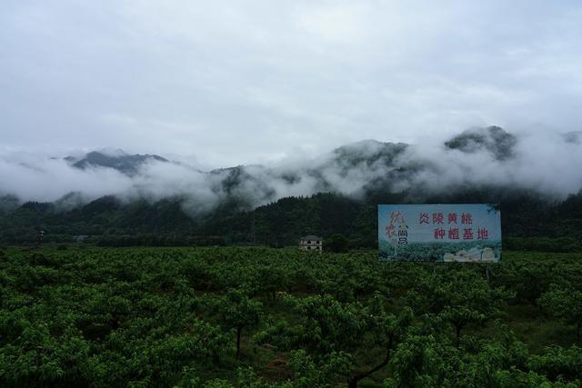 黄桃，炎陵