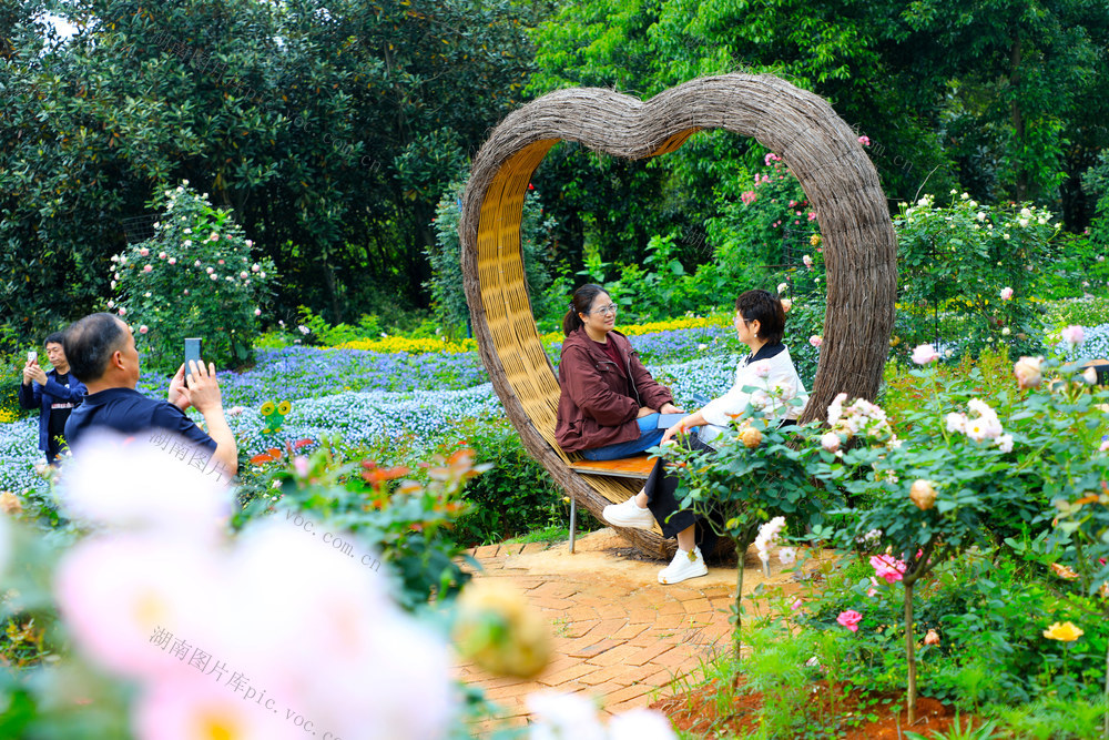 乡村  花海  游客  玫瑰  花香