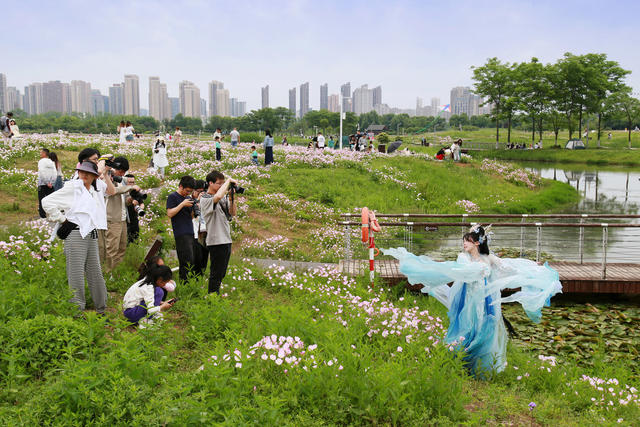 洋湖湿地  花开
