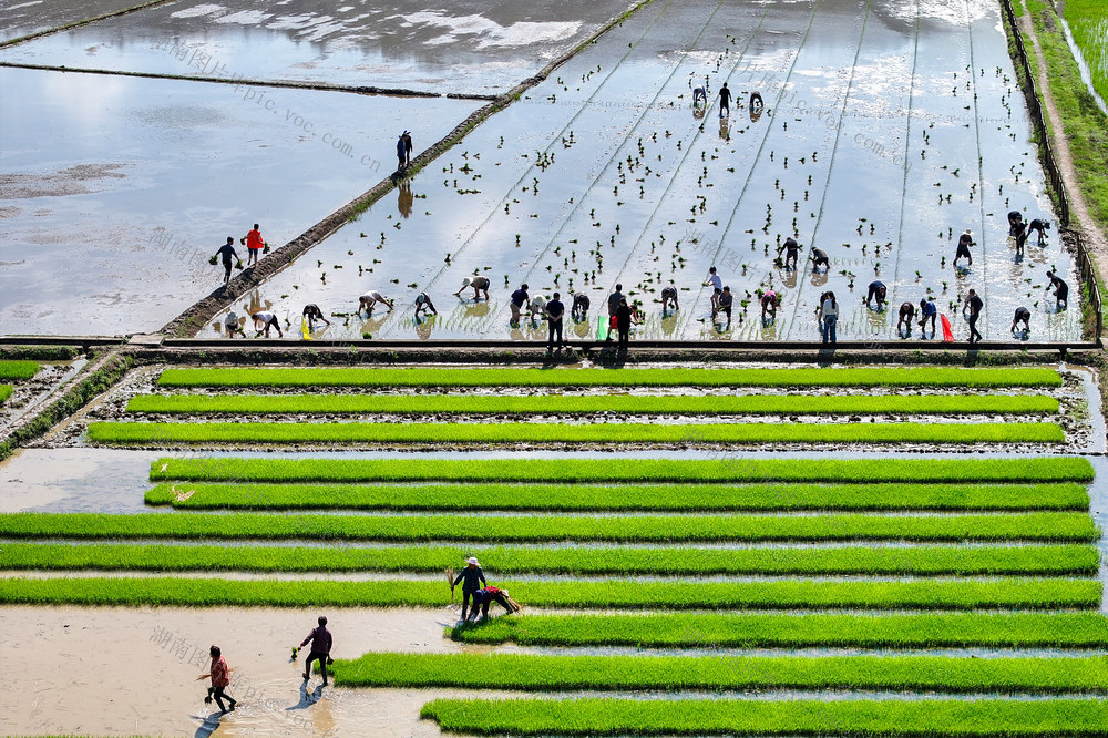 乡镇干部 农村 三农 水稻 早稻 插秧 插田 粮食 水田 春耕 