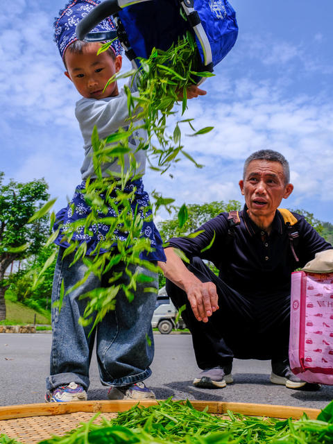 湖南，湘西，萌娃,研学,采茶