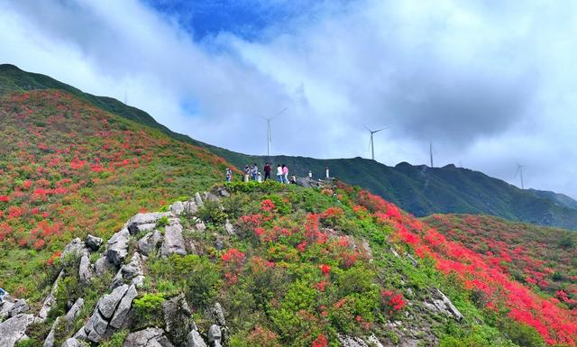 湖南  常宁  天堂山  杜鹃花  美景