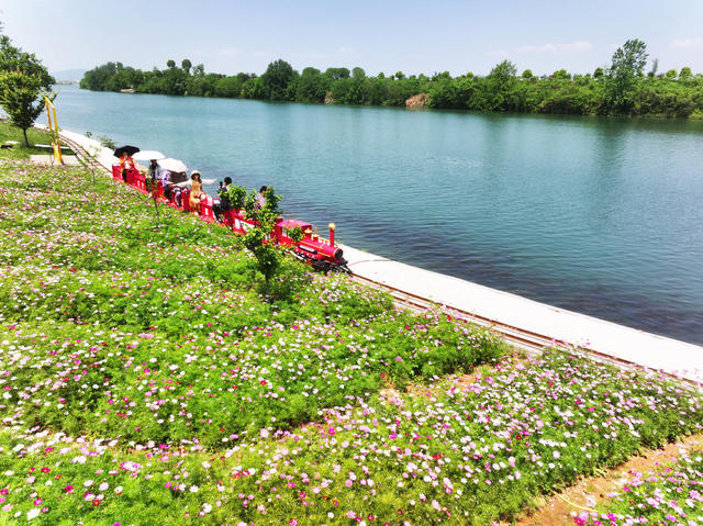 景区  旅游  花海  格桑花
