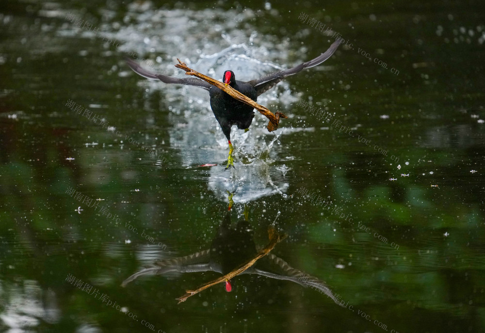 春临洞庭 黑水鸡 “筑梦” 新家园