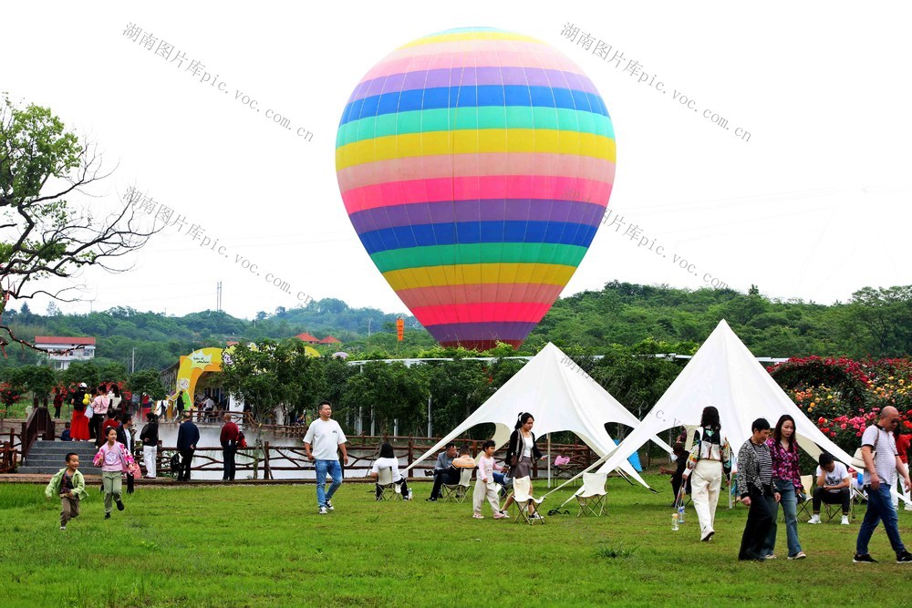 金甲玫瑰，盛大开放