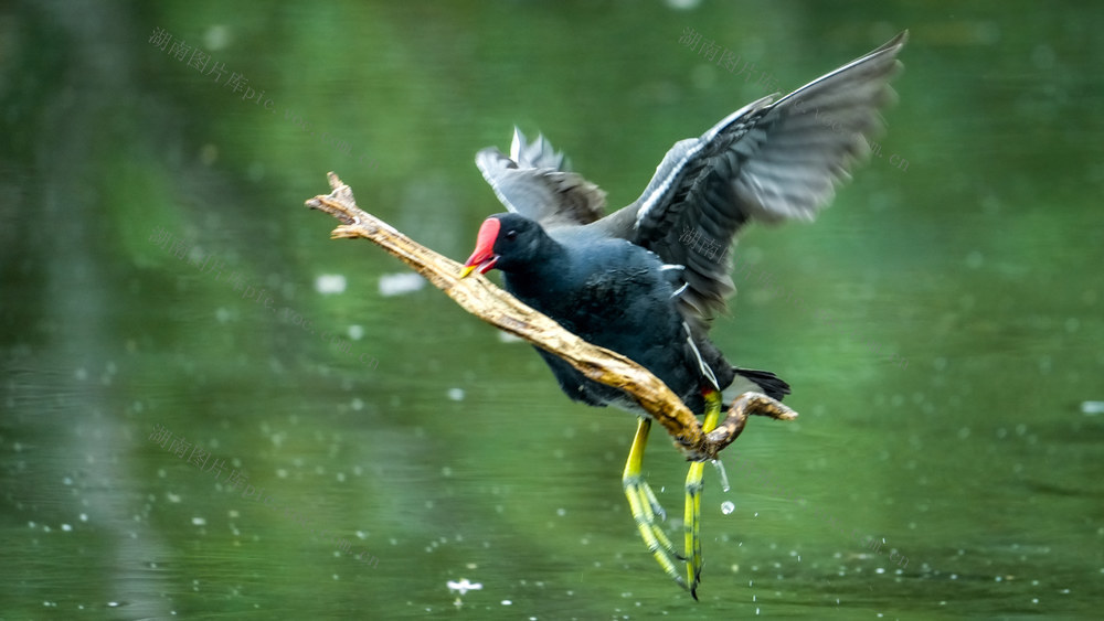 屈原管理区，黑水鸡，珍稀鸟类，环境