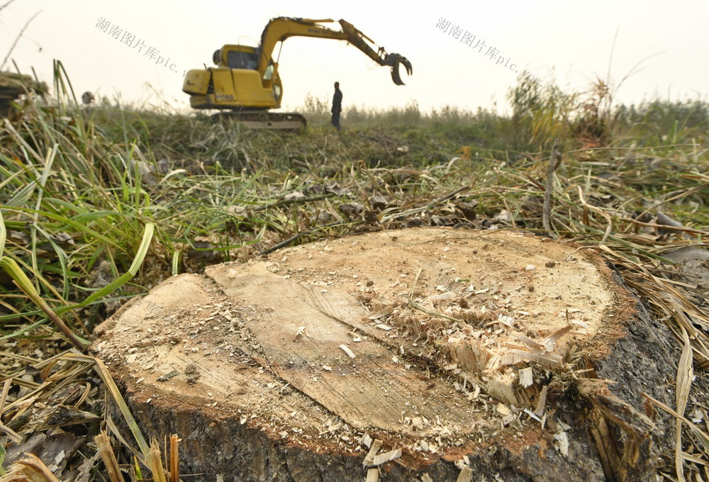 洞庭湖 湿地  黑杨 洞庭湖生态环境保卫战  湿地公约 汉寿 沅江