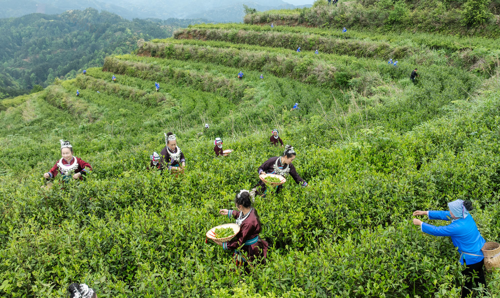 采茶 生态茶叶 通道县